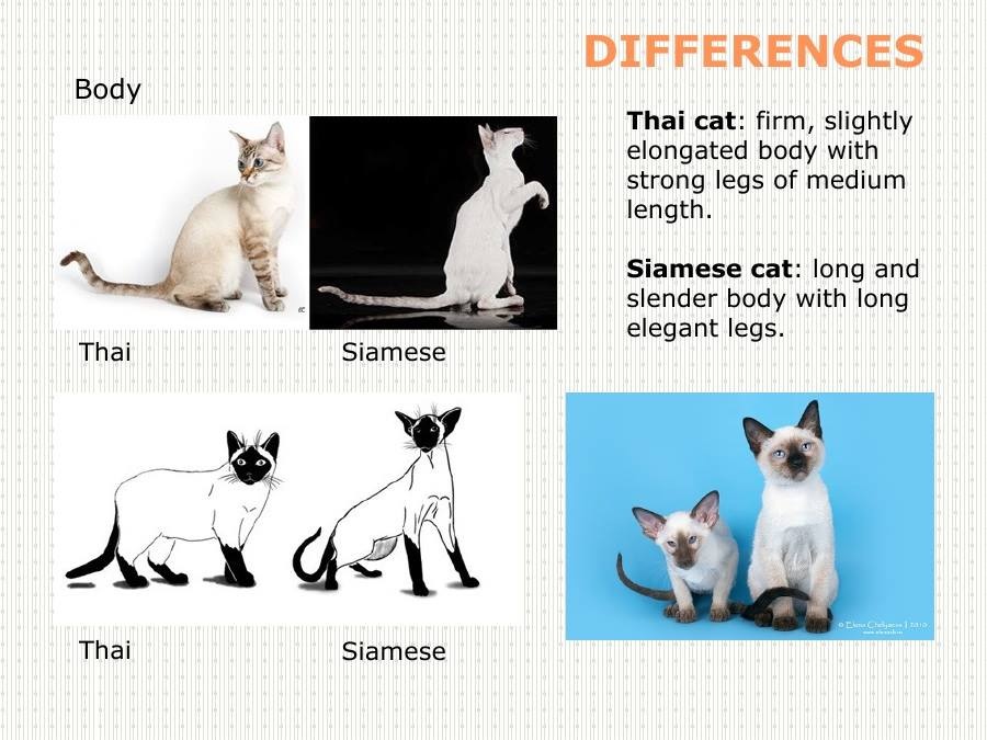 Различия кошек. Стандарт сиамской породы. Сиамский кот стандар породы. Отличия тайской кошки от сиамской. Сиамская порода и тайская кошка отличия.